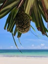 A palm tree fruit before the sight of a tropical beach