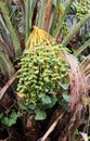 Palm tree fruits