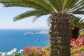 Palm tree and geranium flowers with seascape at Sicily Royalty Free Stock Photo