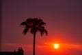 Palm tree in a glowing Namibian sunset Royalty Free Stock Photo