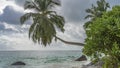 The palm tree gracefully bent over the ocean. Royalty Free Stock Photo