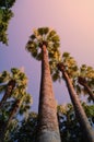 palm tree in greece