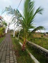 palm tree  greeen Royalty Free Stock Photo