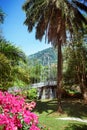 Palm tree alley in Royal Botanic King Gardens. Peradeniya. Kandy. Sri Lanka.