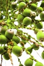 Palm Tree Green Berries Close Up Royalty Free Stock Photo