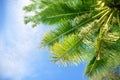 Palm tree green branches on bright blue sky, white clouds background, sunny day on tropical beach, design element tourist poster Royalty Free Stock Photo