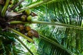 Palm tree  with green coconuts, view from below Royalty Free Stock Photo