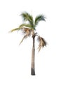 Palm tree on green filed background