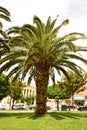 Palm Tree on green grass Royalty Free Stock Photo