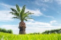 Palm tree on green lawn Royalty Free Stock Photo