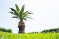 Palm tree on green lawn Royalty Free Stock Photo
