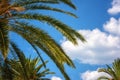 Palm tree green leaves against blue sky, sunny travel tropical background, summer holidays Royalty Free Stock Photo