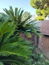 palm tree and green leaves. blue sky image.