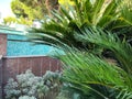 palm tree and green leaves. blue sky image.