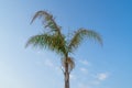 Palm tree with green leaves in the blue sunny sky Royalty Free Stock Photo