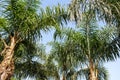 Palm tree with green leaves and growing dates on them. Beautiful palms with dates on blue sky background. Bottom view Royalty Free Stock Photo