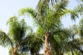 Palm tree with green leaves and growing dates on them. Beautiful palms with dates on blue sky background. Bottom view Royalty Free Stock Photo