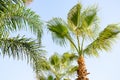 Palm tree with green leaves and growing dates on them. Beautiful palms with dates on blue sky background. Bottom view Royalty Free Stock Photo