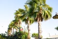 Palm tree with green leaves and growing dates on them. Beautiful palms with dates on blue sky background. Bottom view Royalty Free Stock Photo