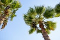 Palm tree with green leaves and growing dates on them. Beautiful palms with dates on blue sky background. Bottom view Royalty Free Stock Photo