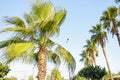 Palm tree with green leaves and growing dates on them. Beautiful palms with dates on blue sky background. Bottom view Royalty Free Stock Photo