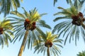 Palm tree with green leaves and growing dates on them. Beautiful palms with dates on blue sky background. Bottom view Royalty Free Stock Photo