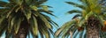 Palm tree with green leaves and growing dates on them. Beautiful palms with dates on blue sky background Royalty Free Stock Photo