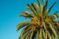 Palm tree with green leaves and growing dates on them. Beautiful palms with dates on blue sky background Royalty Free Stock Photo