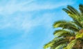 Palm tree with green leaves and growing dates on them. Beautiful palms with dates on blue sky background Royalty Free Stock Photo