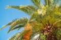 Palm tree with green leaves and growing dates on them. Beautiful palms with dates on blue sky background Royalty Free Stock Photo
