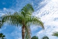 Palm tree with green leaves isolated on blue sky background with white clouds - bottom view. Beautiful tropical nature background Royalty Free Stock Photo