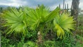 Palm tree or footstool palm with green leaves in the outdoor garden. Royalty Free Stock Photo