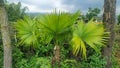 Palm tree or footstool palm with green leaves in the outdoor garden. Royalty Free Stock Photo