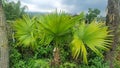 Palm tree or footstool palm with green leaves in the outdoor garden. Royalty Free Stock Photo