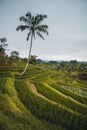 Palm tree in green rice field