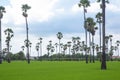 Palm tree in green rice field during sun light .Rice field with sugar palm tree in sunset time Royalty Free Stock Photo