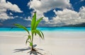 Palm tree growing from coconut on beautiful beach Royalty Free Stock Photo
