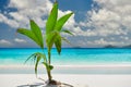 Palm tree growing from coconut on beautiful beach Royalty Free Stock Photo