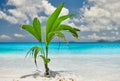 Palm tree growing from coconut on beautiful beach Royalty Free Stock Photo