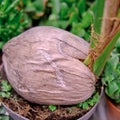 Palm tree growing from a coconut in the store for home gardening Royalty Free Stock Photo
