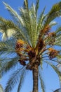 Palm tree with growing dates fruits