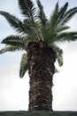 Palm tree growing through the roof against the blue sky. Royalty Free Stock Photo