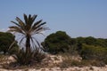 Palm tree growing in Spain