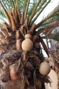 Palm tree with handcrafted jars from Nizwa Oman