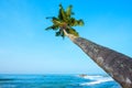 Palm tree hang over the ocean