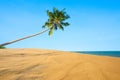 Palm tree hang over sand dune and ocean on tropical island