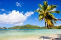 Palm tree hanging over beach