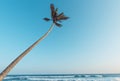 Palm tree hanging over the ocean, soft vintage toned Royalty Free Stock Photo