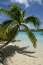 Palm Tree hanging over White Beach Royalty Free Stock Photo