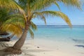 Palm Tree Hangs over Aqua Water Shoreline in Belize Royalty Free Stock Photo